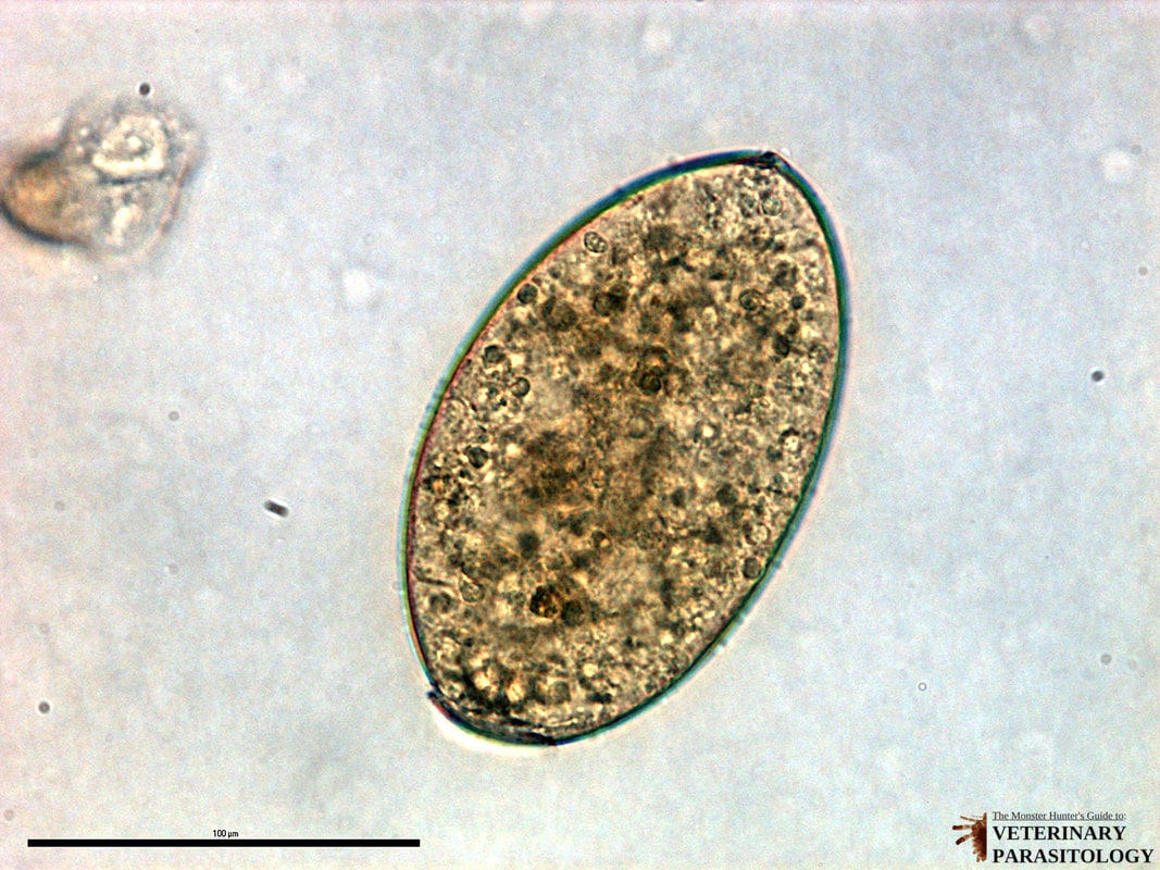 <p></p><ul><li><p>~ 75 × 140 micrometers</p></li><li><p>Can not be differentiated from Fasciolopsis buski</p></li></ul>