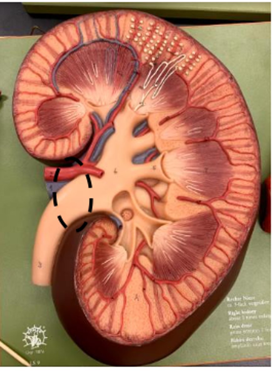 <p>space between arteries and veins</p>