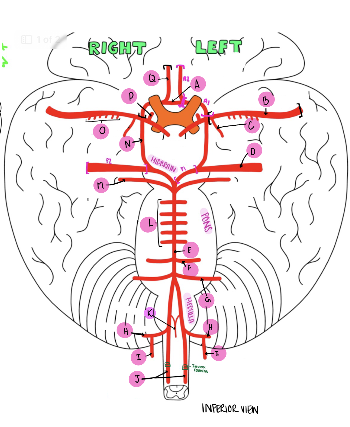 <p>What artery is labeled C?</p>