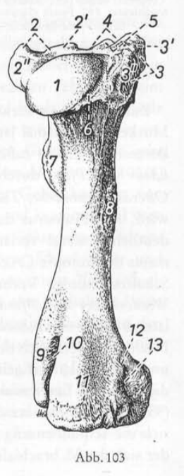 <p>Humerus, Caudomedial</p>