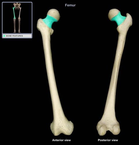 label the features of the anterior surface and posterior surface of the left femur:
_______