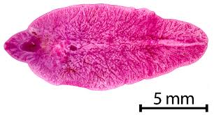 <p>Identify this parasite</p>