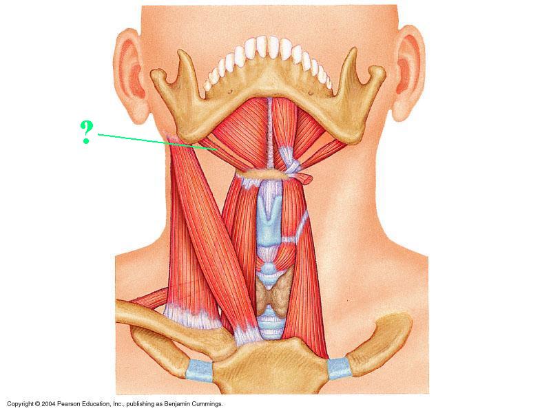 <p><span>Identify the indicated muscle</span></p>