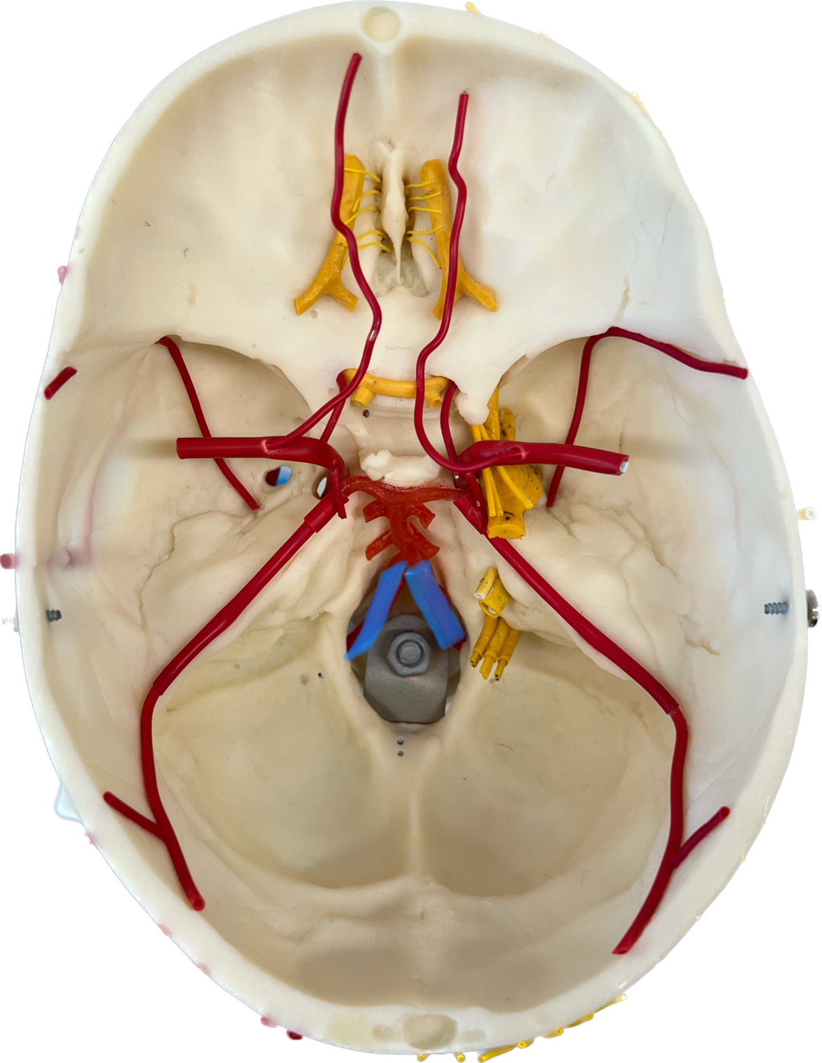 What is highlighted in blue?