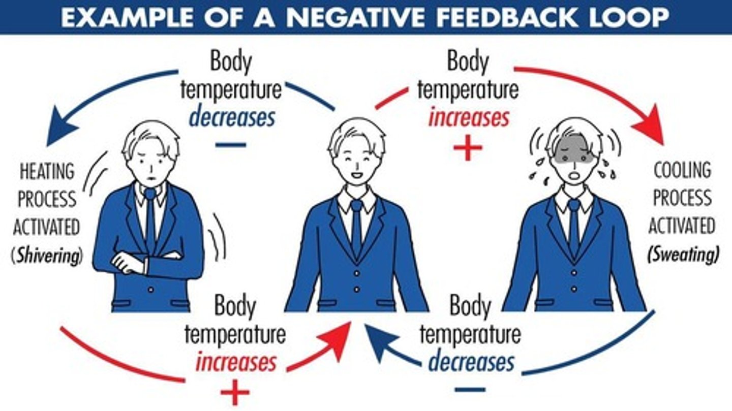 <p>thorugh negative feedback corrective mechanisms</p>