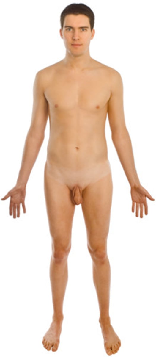 <p>erect, feet forward, arms at side with palms facing forward, head facing forward, internationally know</p>