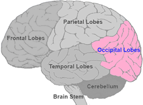 <p>section of the brain located at the rear and bottom of each cerebral hemisphere containing the primary visual centers of the brain. </p>