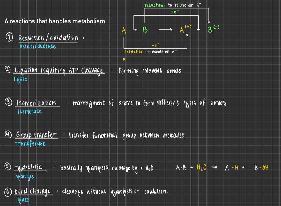 <ol><li><p><strong>Oxidation reduction </strong>: Electron transfer using <span style="color: blue">Oxidoreductase</span> <strong><br></strong></p></li><li><p><strong>Ligation reguiring ATP cleavage </strong>: Formation of covalent bonds (t.ex C-C) using <span style="color: blue">Ligase</span> <strong><br></strong></p></li><li><p><strong>Isomerization </strong>: Rearrangment of atoms to form isomers using <span style="color: blue">isomerase</span> <strong><br></strong></p></li><li><p><strong>Group transfer </strong>: Transfer of a function group from 1 molecule to another using <span style="color: blue">transferase</span> <strong><br></strong></p></li><li><p><strong>Hydrolitic </strong>: Cleavage of bonds b the addition of water, instead pf (A-B + H<sub>2</sub>O —&gt; A-H + B-OH) using <span style="color: blue">hyrdrolyase</span> <strong><br></strong></p></li><li><p><strong>Bond cleavage </strong>: substrate splits into 2 products without hydrolysis or oxidation using <span style="color: blue">lyase</span> </p></li></ol><p></p>