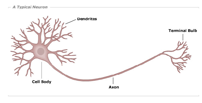 <p>receives information from sensory structure, tissue, or another neuron</p>