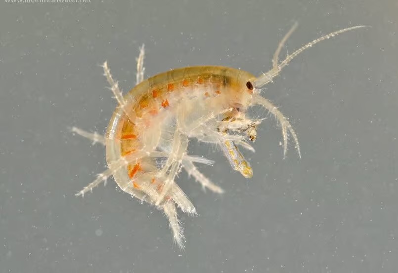 <ul><li><p>1/8 - ¼ inch</p></li><li><p>Translucent body, whitish to pink. In color</p></li><li><p>Resemble a small shrimp</p></li><li><p><strong>Laterally flattened </strong>(side to side)</p></li><li><p><strong>Seven pairs of legs</strong></p></li></ul>