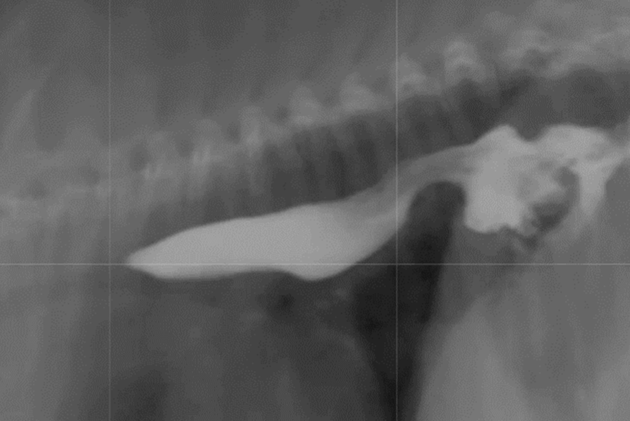 <p>may manifest intermittently</p><p>-thoracic radiographs: caudodorsal, gas-filled intrathoracic soft-tissue opacity</p><p>-contrast videofluoroscopy swallow study (normal does not rule out a hiatal hernia)</p>