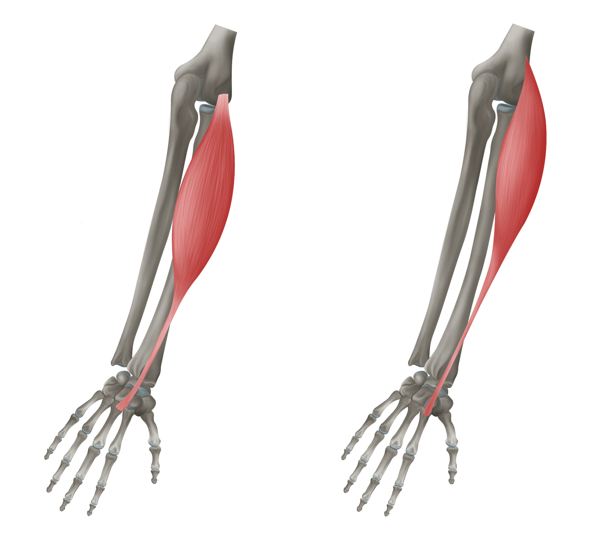 <p>m. extensor carpi radialis longus et brevis (dlouhý a krátký natahovač zápěstí)</p>