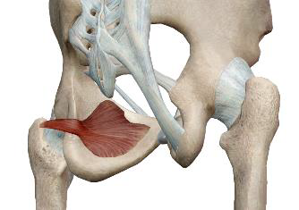 <p>Obturateur interne</p>