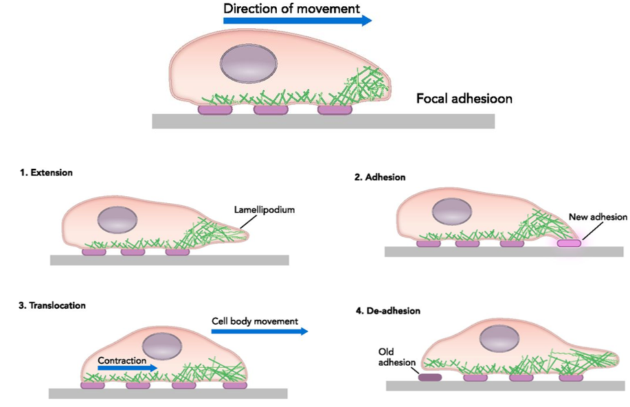 
1. Extension
2. Adhesion
3. Translocation
4. De-adhesion