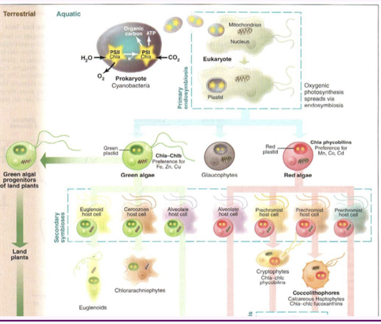 <ul><li><p>Red plastids (Rhodophytes)</p></li><li><p> Green plastids (Chlorophytes)</p></li></ul><p></p>