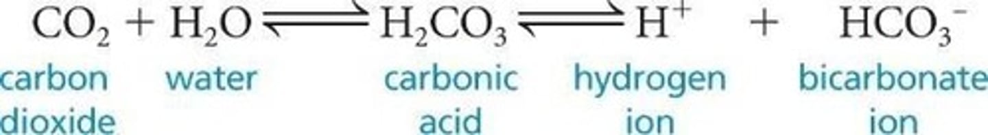 <p>CO2 + H2O → H2CO3 ⇌ H+ + HCO3-.</p>