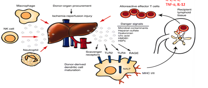 <ul><li><p>Donor DCs (“passenger” leukocytes) migrate into recipient lymph nodes</p></li><li><p>Alloantigen presentation to T cells via direct, indirect and semi-direct/linked allorecognition</p></li><li><p>Alloreactive T cells are primed and activated</p></li><li><p>Clonal expansion of T cells (CD4+/CD8+/alloreactive memory cells)</p></li><li><p>Donor DCs initiate <strong>inflammatory response </strong>(secrete pro-inflammatory cytokines like IL1, IL-6, <strong>IL-12</strong>, TNF-a which recruit other immune cells and cause inflammation)</p></li></ul><p></p>
