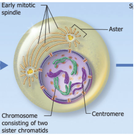 <p>Early Prophase</p>
