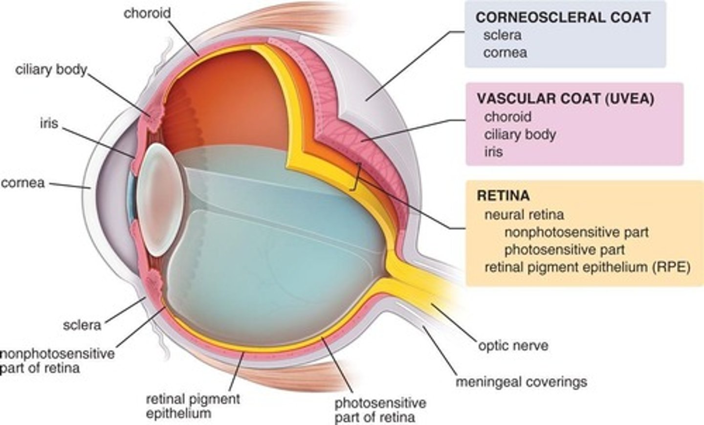 <p>Outermost layer of the eyeball. Includes sclera + cornea</p>