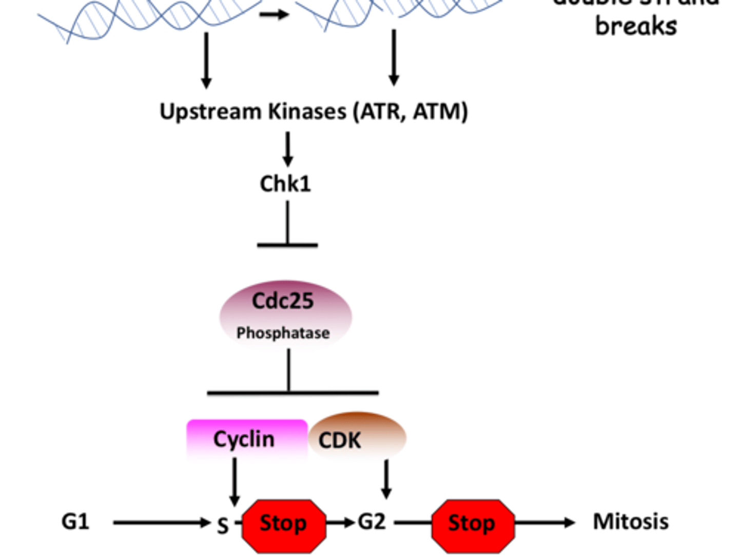 <p>Chk1 inhibits Cdc phosphatase</p><p>^^^gets activated by ATR / ATM kinases</p>