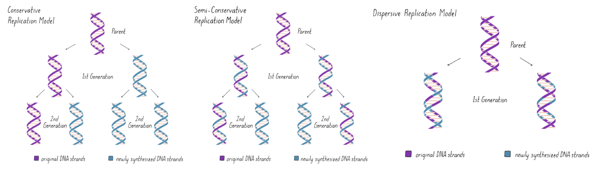 <p>parent + daughter strands wind together</p><ul><li><p>daughter strands different from e/o but net product w/ parent = identical copies</p></li></ul><p></p>