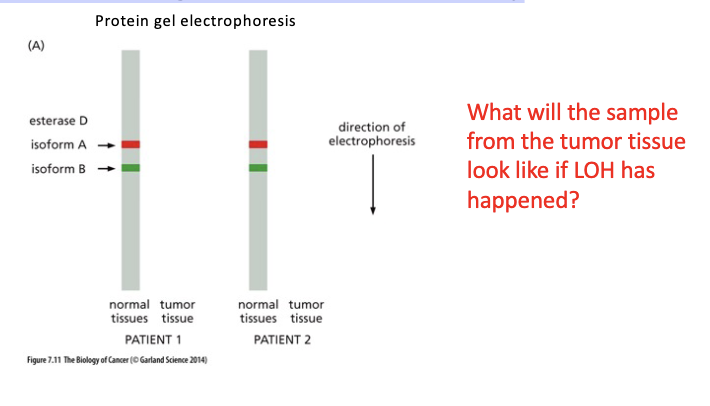 <p>Direct testing of the LOH theory</p>
