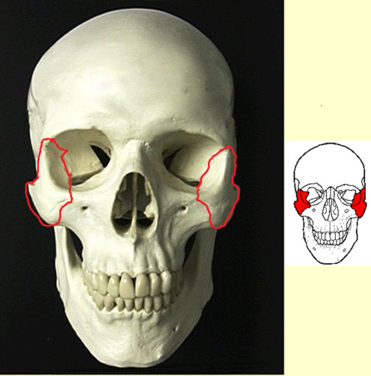 knowt flashcard image