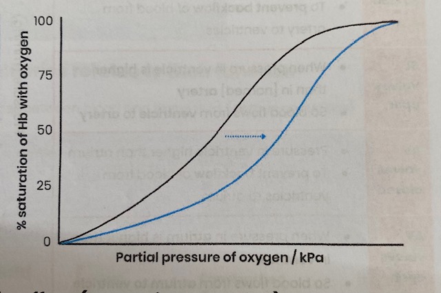 <ol><li><p>Increasing blood CO2 e.g. due to increased rate of <strong>respiration</strong></p></li><li><p><strong>Lowers</strong> blood <strong>pH</strong> (more acidic)</p></li><li><p><strong>Reducing</strong> Hb’s <strong>affinity</strong> for oxygen as <strong>shape</strong>/ tertiary/ quaternary structure changes slightly</p></li><li><p>So <strong>more/ faster unloading</strong> of oxygen to respiring cells at a given pO2</p></li></ol><p></p>