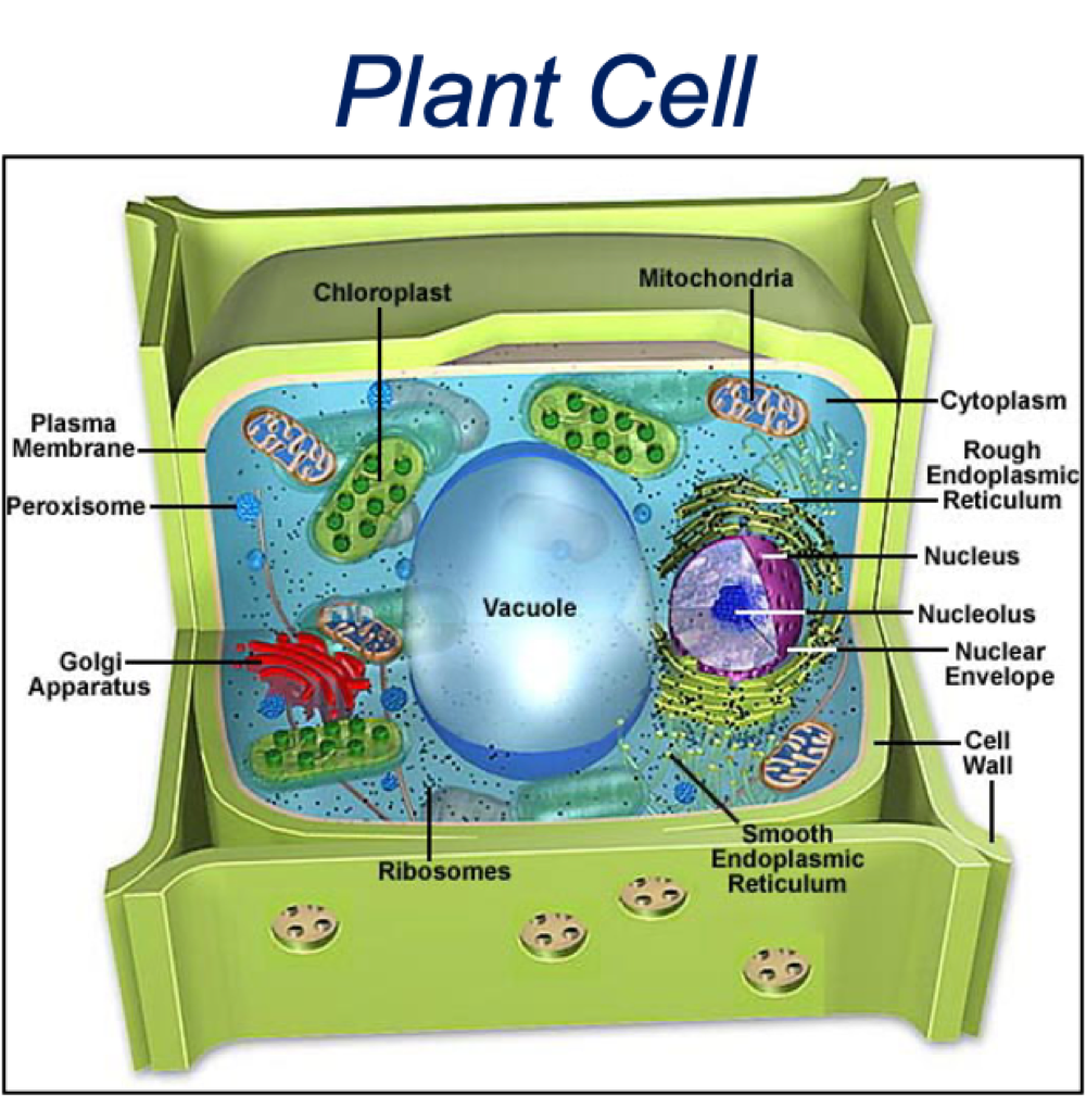 <ul><li><p>membrane-bound organelles</p></li><li><p>similar membrane, cytosol + cytoskeleton elements</p></li><li><p>function of organelles</p></li></ul><p></p>
