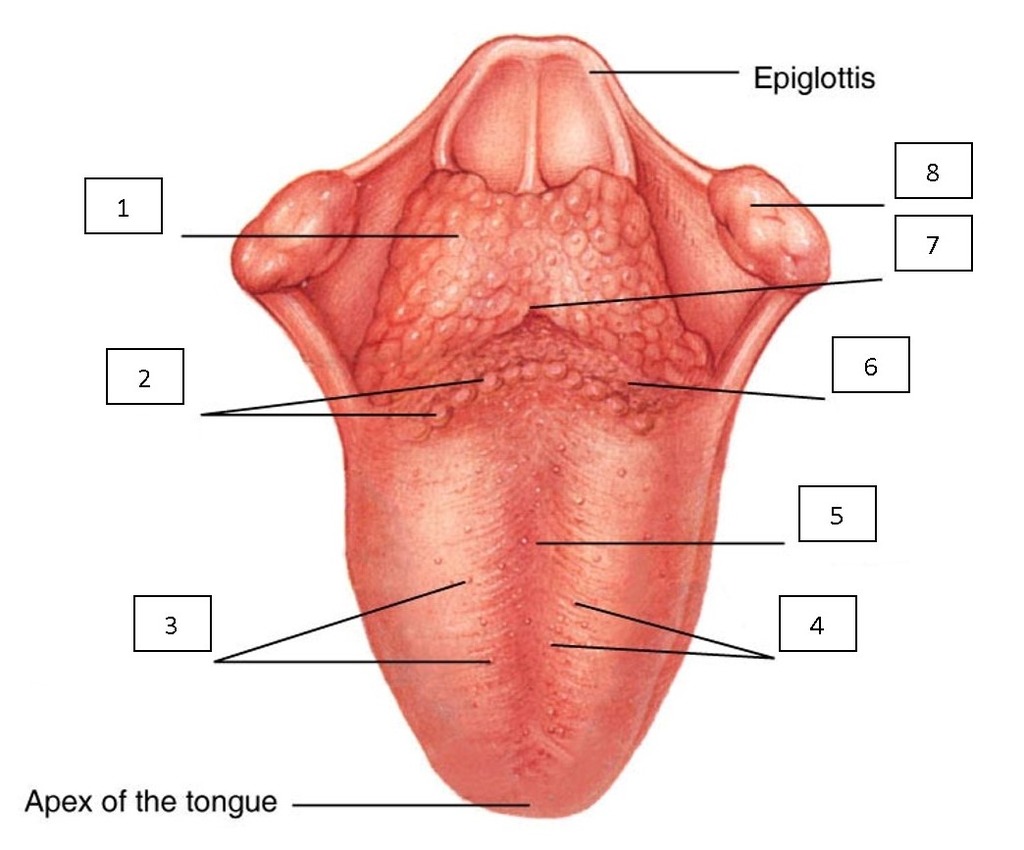 <p>Marks the posterior 1/3 of tongue (8 in image)</p>