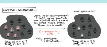 <ul><li><p>developed by charles darwin</p></li><li><p>organisms with favorible trait will survive and produce offspring and pass the good traits</p><p>ex: peperred moths, antibiotic resistance (adaptive melanism)</p></li><li><p>mutations will create new variants</p><p></p></li></ul>