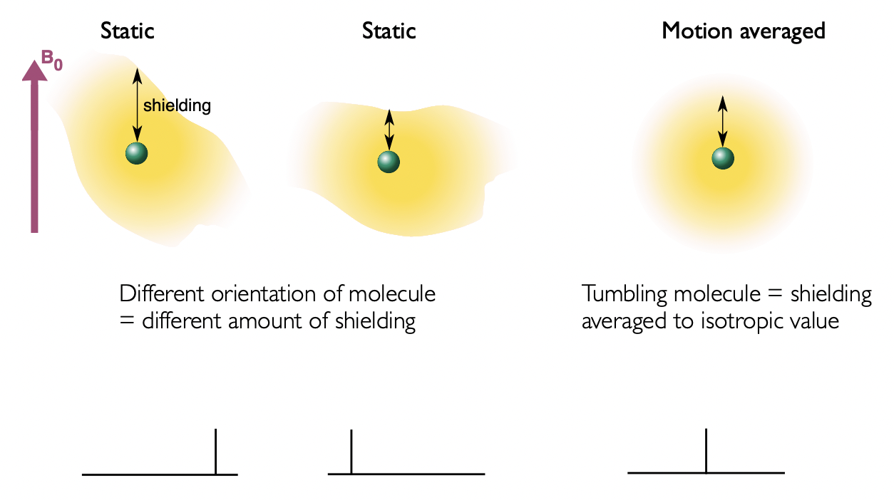 <p>electron density is anisotropic = shielding is anisotropic = orientation dependent </p><p>liquids = rapid tumbling = anisotropic averaging </p><p>solids = different orientation of molecule = different amount of shielding</p>
