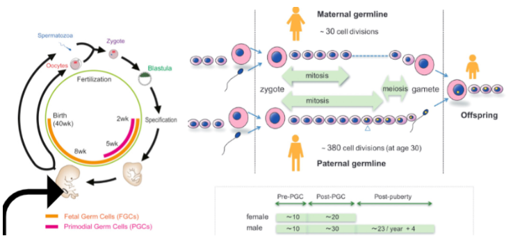 <ul><li><p><span style="background-color: transparent; font-family: "Helvetica Neue", sans-serif;">Diploid zygote undergoes rounds of mitosis to form diploid gamete progenitor cells</span></p><ul><li><p><span style="background-color: transparent; font-family: "Helvetica Neue", sans-serif;">Mutations can occur during these mitotic divisions</span></p></li></ul></li><li><p><span style="background-color: transparent; font-family: "Helvetica Neue", sans-serif;">In higher animals, germline cells (cells that form gametes, sex cells) are set aside early in embryogenesis to reduce DNA damage from mitosis</span></p></li><li><p><span style="background-color: transparent; font-family: "Helvetica Neue", sans-serif;">Eggs are formed early and stored for decades → vulnerable to environmental mutagens</span></p></li><li><p><span style="background-color: transparent; font-family: "Helvetica Neue", sans-serif;">Sperm is formed continuously throughout life via mitosis</span></p></li></ul><p></p>