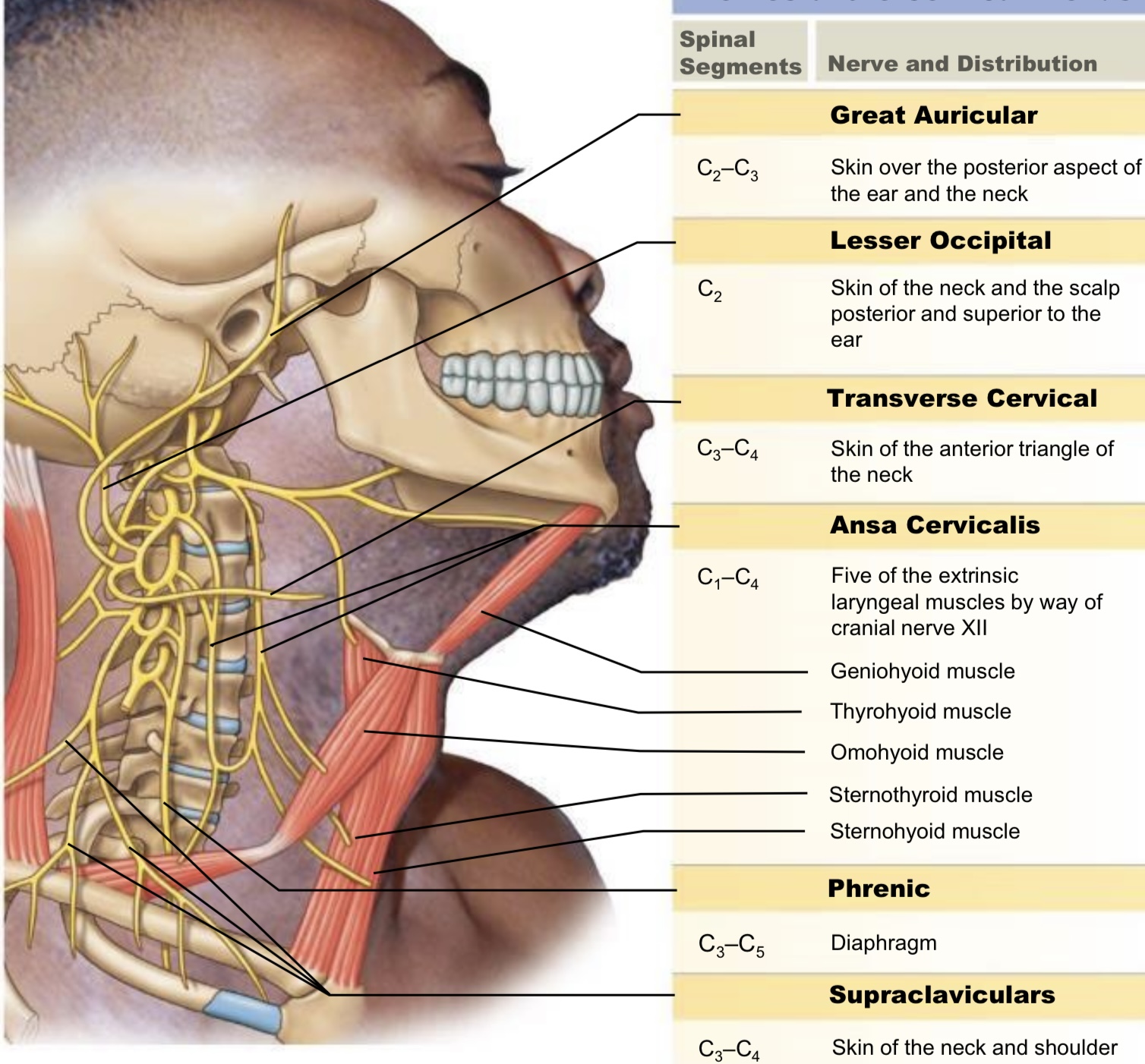 nerve plexus associated with the upper cervical spinal nerves