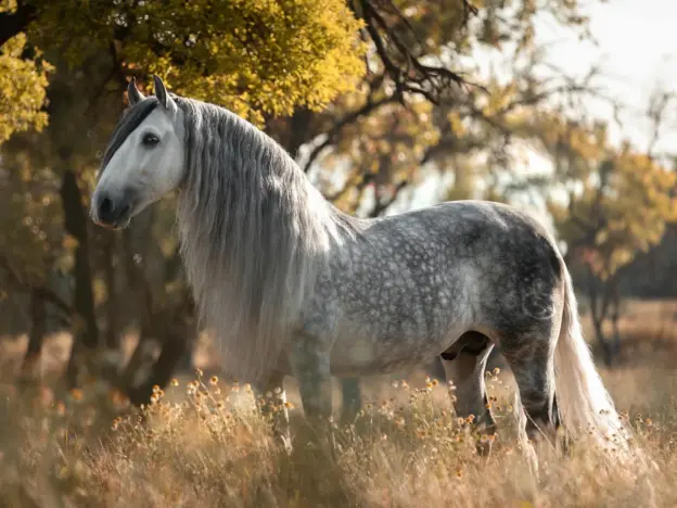 <ul><li><p>Originated in Andalusia, Spain</p></li><li><p>Purebred Spanish horse</p></li><li><p>Major influence of Lipizzaner </p></li><li><p>Most gray</p></li><li><p>15.2-16.2hh</p></li></ul><p></p>