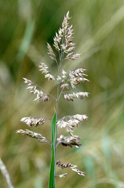 <p>Poa pratensis - <strong>Poaceae</strong></p><p></p>