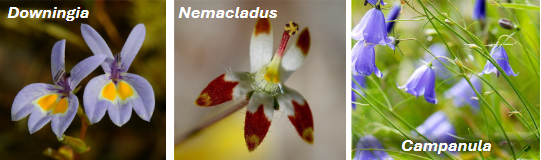<p>Campanulaceae</p>