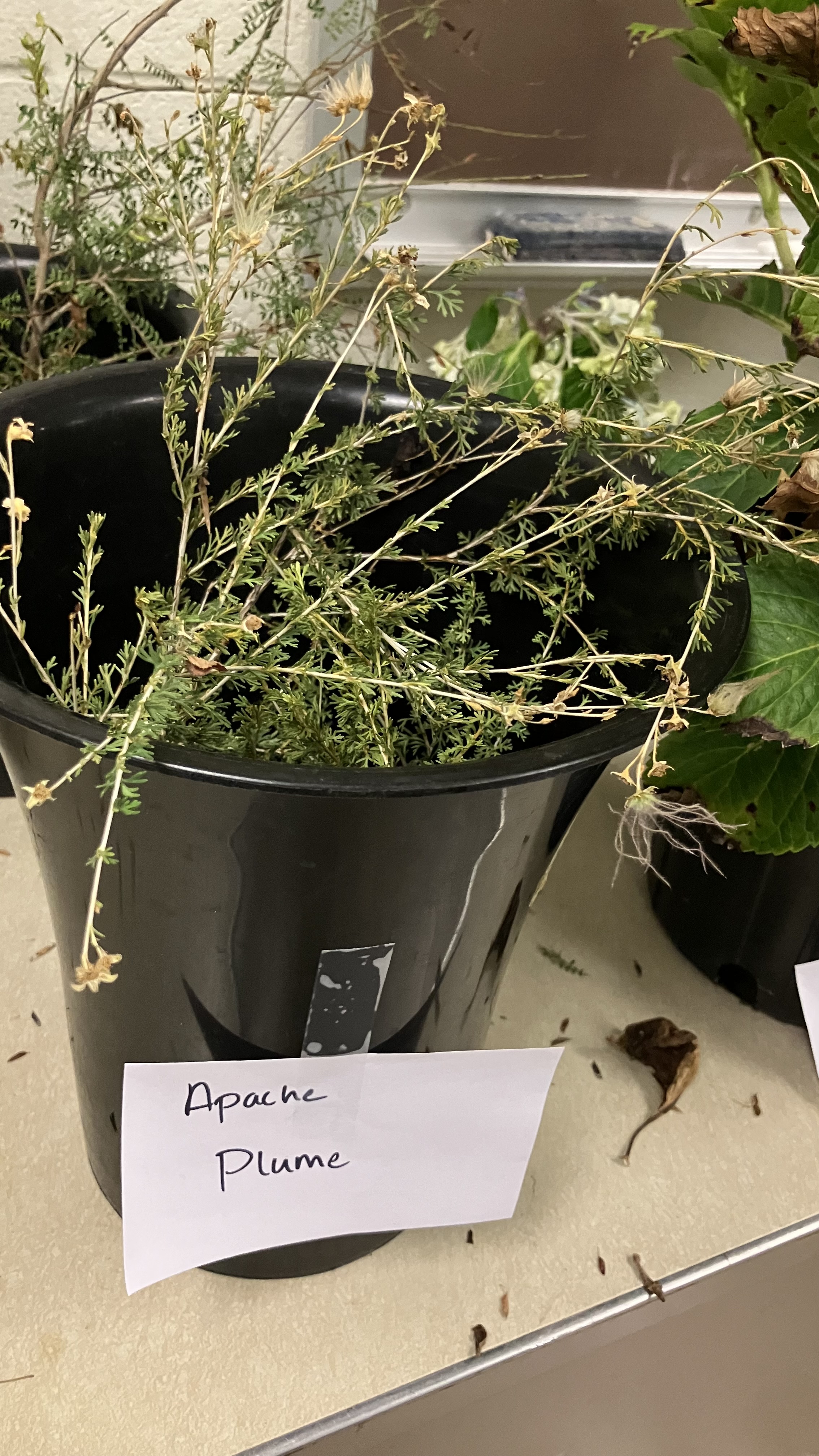 <p>Apache Plume</p>