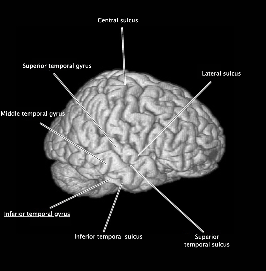 <p>Longitudinal gyrus on the inferior, ventrolateral margin of the temporal lobe.</p>