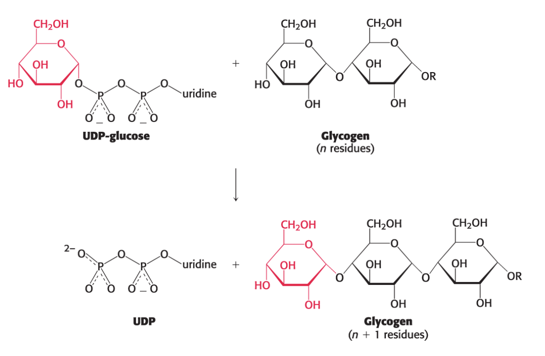 <ul><li><p>New glucosyl units (from the UDP-glucose) are added to the <strong><em>nonreducing terminal residues</em></strong> of glycogen.</p></li><li><p>The activated glucosyl unit from UDP-glucose is transferred to the <strong>hydroxyl group at </strong><span style="font-family: KaTeX_Main, "Times New Roman", serif; line-height: 1.2; font-size: 1.21em;"><strong><span>C-4</span></strong></span> of a terminal residue in an existing glycogen chain, forming an <span style="font-family: KaTeX_Main, "Times New Roman", serif; line-height: 1.2; font-size: 1.21em;"><strong><em><span>α</span></em><span>−1,4</span></strong></span><strong><em>-glycosidic linkage</em>.</strong></p></li><li><p>UDP is displaced by the terminal hydroxyl group of the growing glycogen molecule.</p></li><li><p>This reaction is catalyzed by <strong><em>glycogen synthase</em></strong></p></li></ul><p></p>