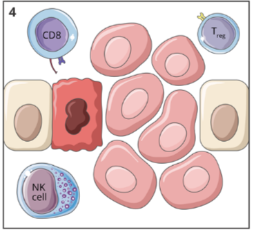 <ul><li><p>tumour cells are no longer recognized by the immune system, so avoid elimination</p></li><li><p>these cells are able to grown uncontrolled and eventually proliferate to form a tumour</p></li></ul><p></p>
