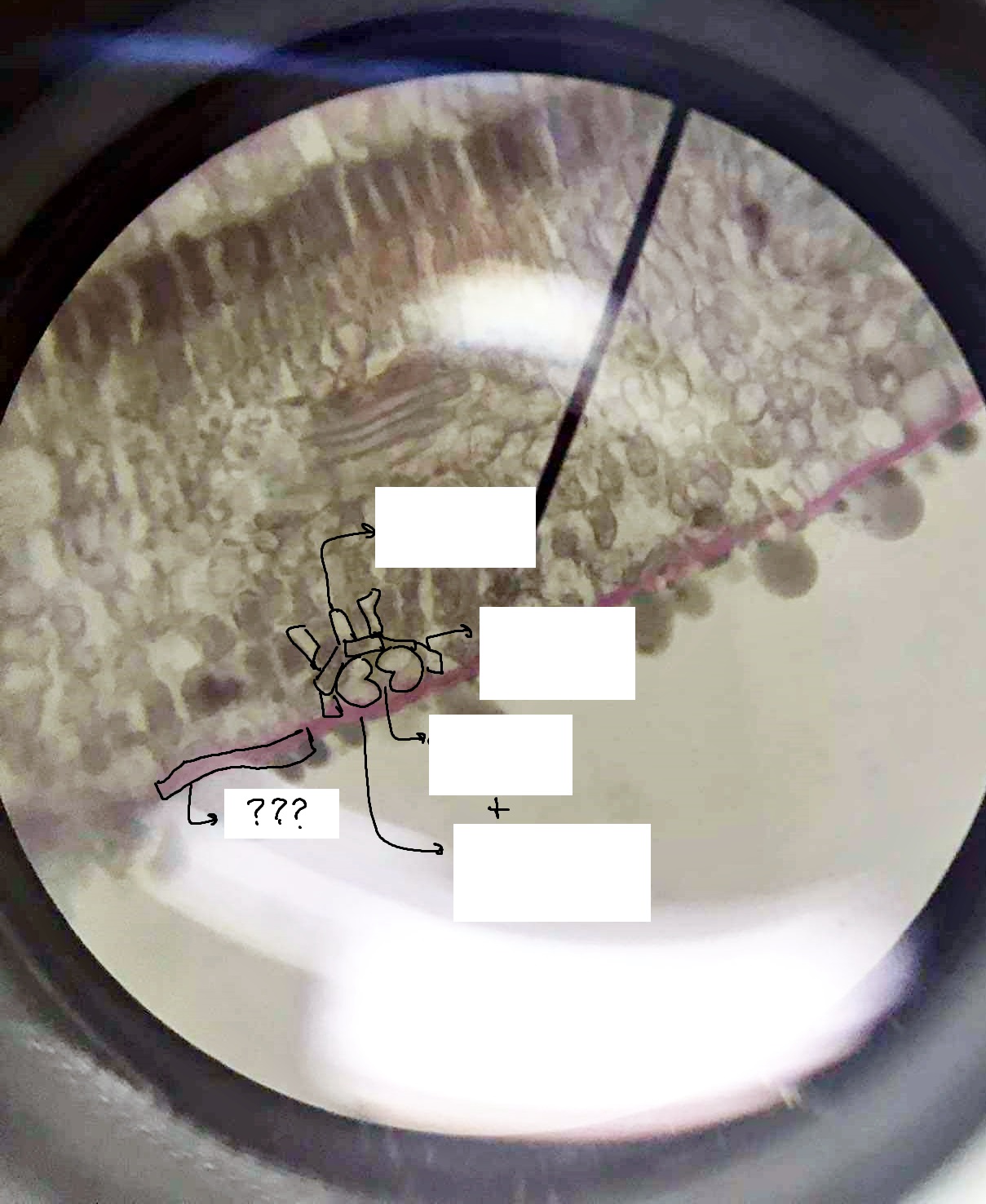 <p><span>a protecting film covering the outermost skin layer (epidermis) of leaves, young shoots and other aerial plant organs</span></p>