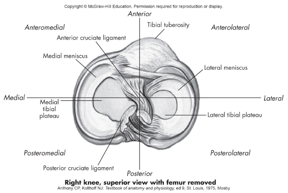 <p>Posteromedial = <strong>behind and toward the midline</strong>.</p><ul><li><p>Example: The <strong>posterior cruciate ligament (PCL)</strong> lies <strong>posteromedial</strong> relative to the <strong>anterior cruciate ligament (ACL)</strong>; the <strong>posteromedial meniscal region</strong> is posteromedial relative to the center of the knee.</p></li></ul><p></p>