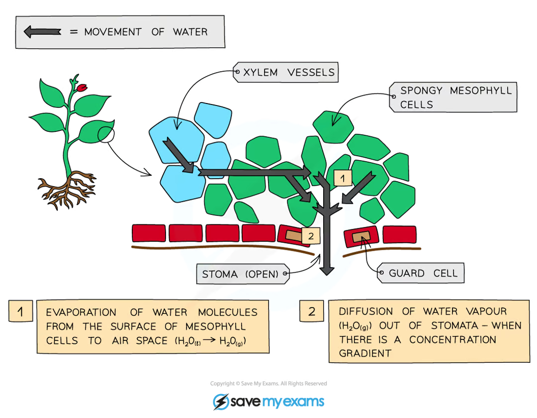 <ul><li><p><strong>The loss of water vapour from the parts of the plant that are above ground (leaves, stem, flowers)</strong></p></li></ul><p></p><ul><li><p>via <strong>evaporation </strong>at surfaces of <strong>spongy mesophyll cells </strong>followed by diffusion of <strong>water vapour </strong>through <strong>stomata</strong></p></li></ul><p></p><ul><li><p>transporting <strong>mineral ions</strong></p></li><li><p>providing <strong>water to keep cells turgid</strong></p></li><li><p>providing <strong>water </strong>to leaf cells for <strong>photosynthesis</strong></p></li><li><p><strong>cooling </strong>the plant as thermal energy is removed when water <strong>evaporates</strong></p></li></ul><p></p>