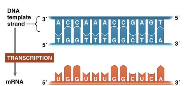 <p>Overall process of transcription</p>