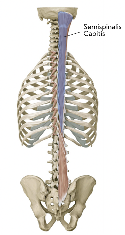 \*shown in blue 

\
__**Action:**__

* Head + neck extension 

\
__**Nerve:**__

* Posterior Rami of spinal nerve 