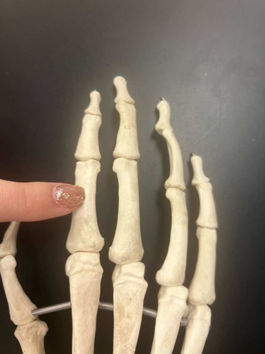 <p>name the bone</p>