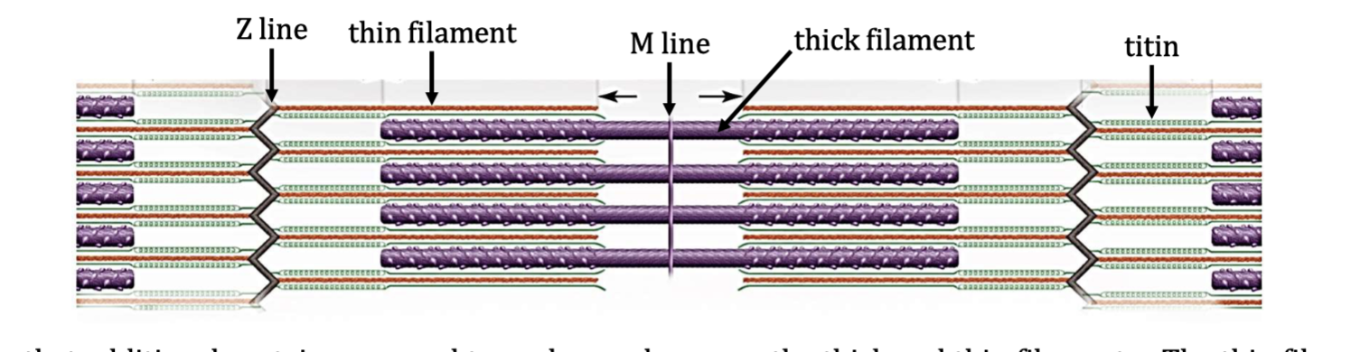 <p>What protein runs from Z line to M line?</p>