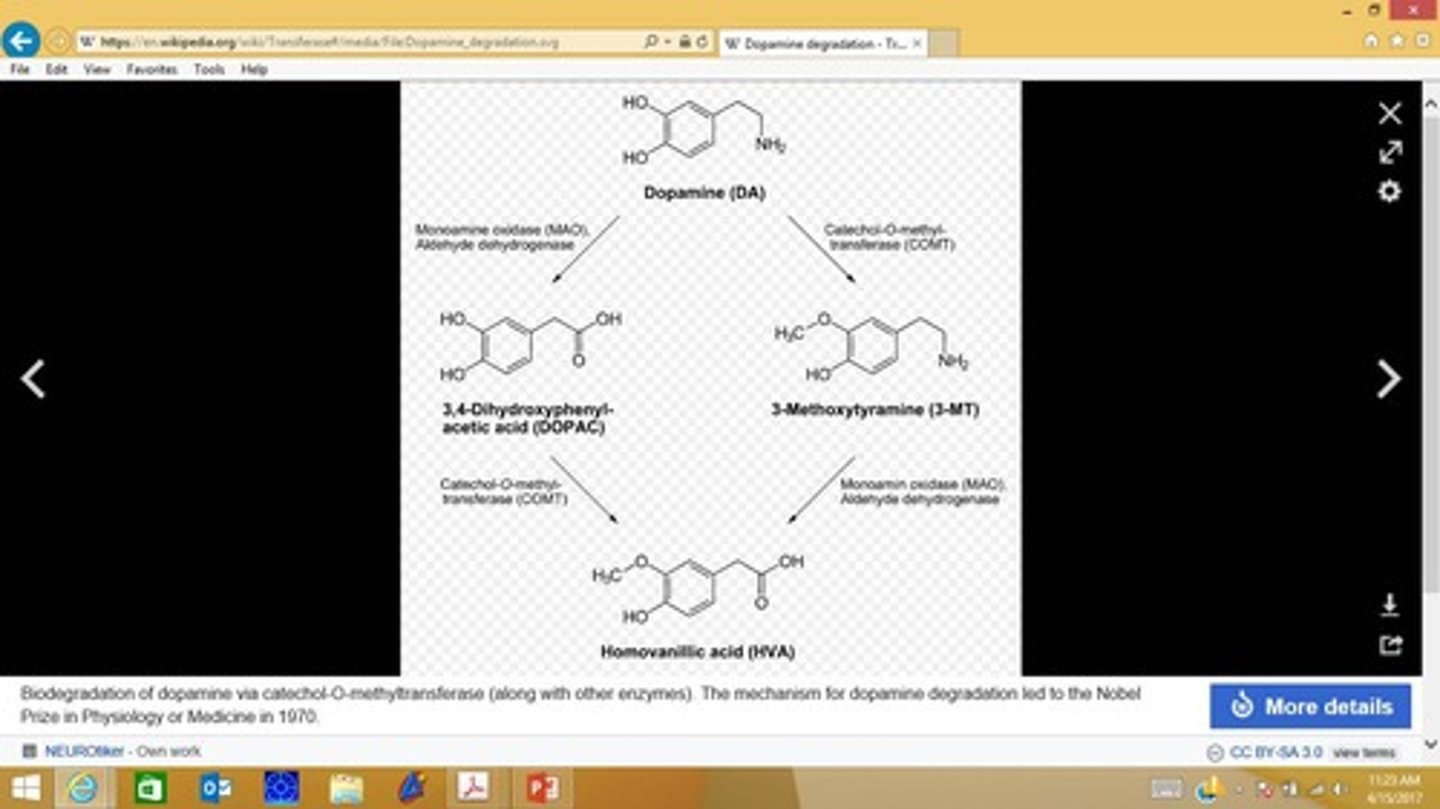 <p>Enzyme involved in dopamine biodegradation.</p>