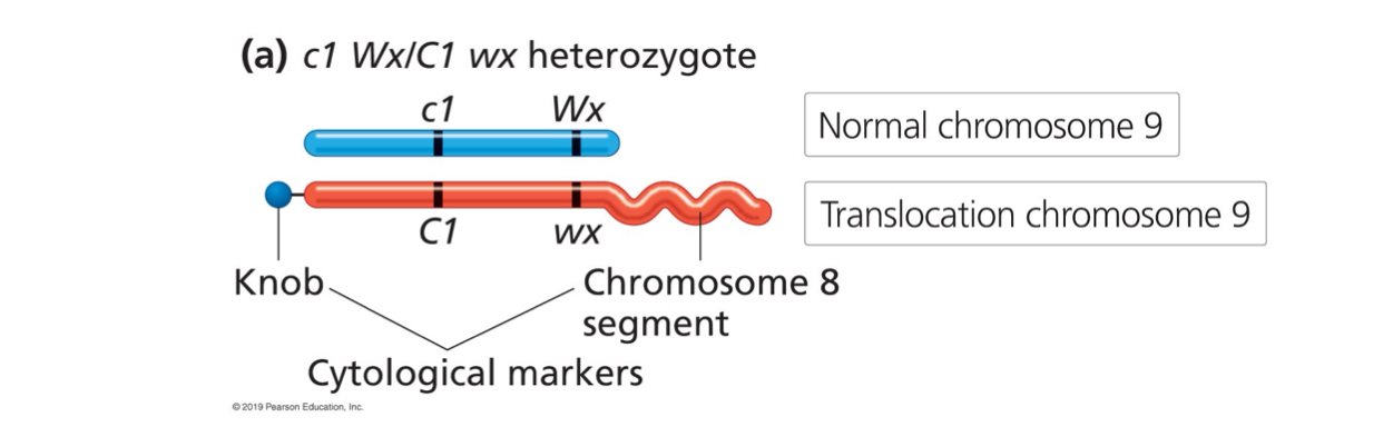 <p>cl and wx</p><p>Normal</p><p>Knob</p><p>8</p>